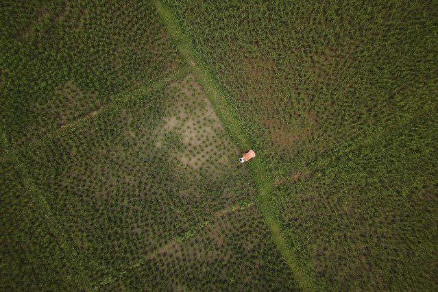 A farmer works in his paddy field on the outskirts of Guwahati, India, Saturday, August 30, 2025. (Photo by Anupam Nath/AP Photo)