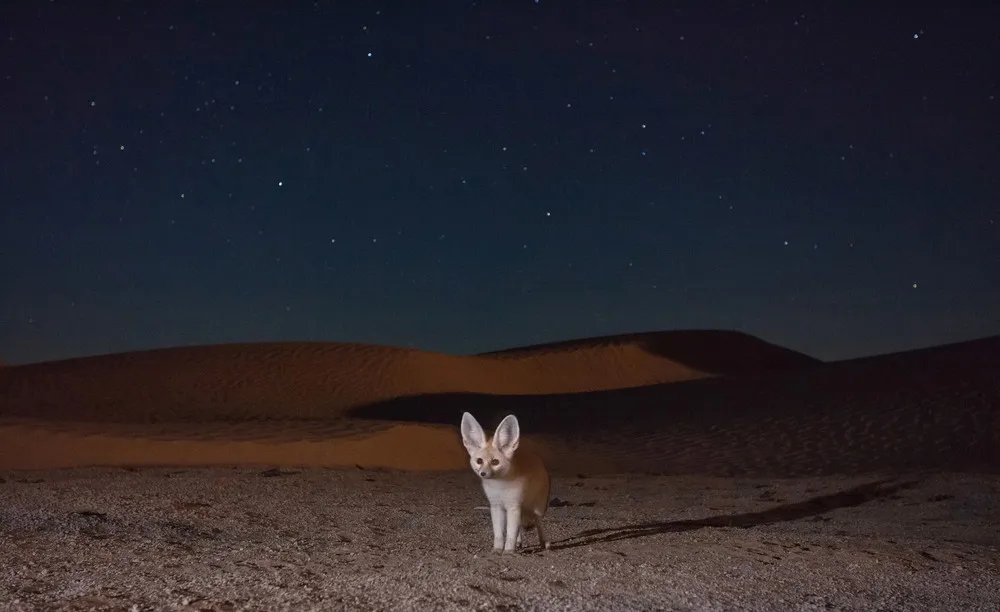 2015 Fritz Pölking Nature Photography Prize