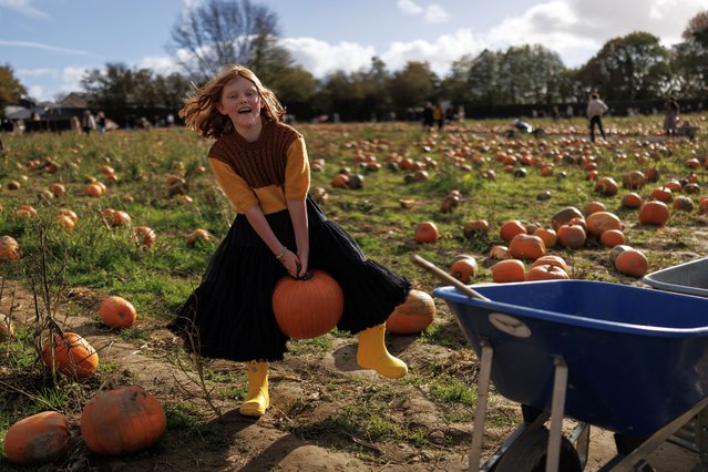 Fable Jarvis, 10, from East Sussex, picks up a pumpkin at Tulleys farm ahead of Halloween on October 28, 2025 in Crawley, England. Tulleys Farm's annual “Pick Your Own Pumpkins” event takes place over 60 acres of land throughout the month of October, with approximately 450,000 pumpkins available. Hot and dry conditions across the UK this year led to an early bumper crop of pumpkins. (Photo by Dan Kitwood/Getty Images)