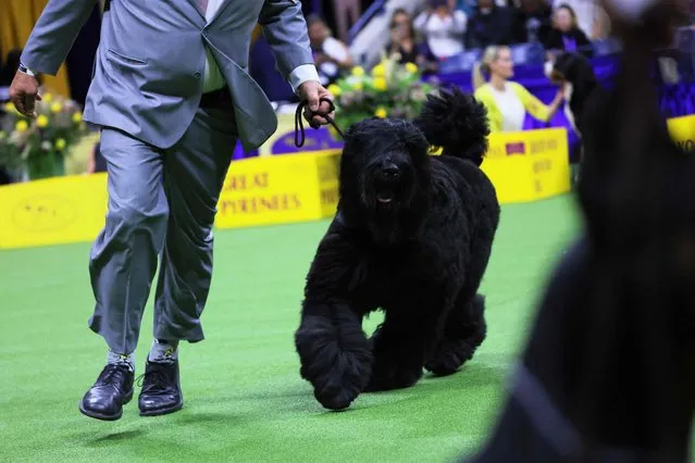 A Black Russian Terrier competes in the Working Group event during the Westminster Kennel Club Dog Show at the USTA Billie Jean King National Tennis Center on May 09, 2023 in Flushing Meadows-Corona Park neighborhood of Queens borough in New York City. The 147th Annual Westminster Kennel Club Dog Show featured over 3,000 dogs with over 200 breeds participating in four different competitions. (Photo by Michael M. Santiago/Getty Images/AFP Photo)