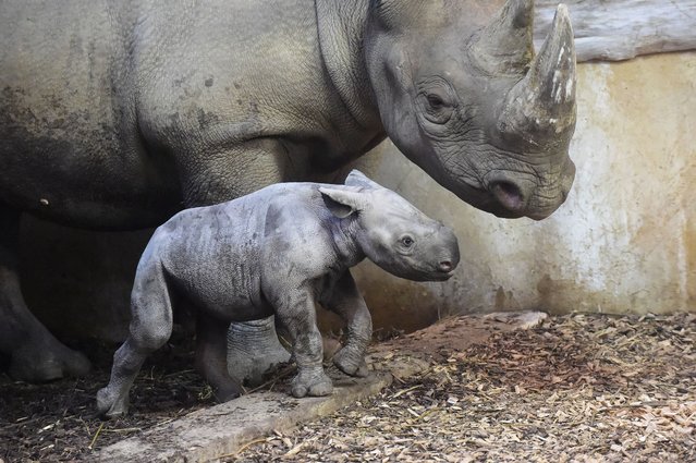 An endangered eastern black rhino calf stands next to his Mother 'Dakima' at Folly Farm Adventure Park and Zoo on December 4, 2025 in Narberth, Wales. Folly Farm's female rhino 'Dakima' gave birth to her second calf, a boy, early on Thursday morning (27 November). There have been an estimated 39 eastern black rhinos born in the UK in the past 25 years. Eastern black rhinos are classed as critically endangered due to poaching and loss of habitat in their natural habitat. There's thought to be only an estimated 1471 Eastern black rhino left in the wild and around 109 in zoos across Europe. (Photo by Rebecca Naden/Getty Images)