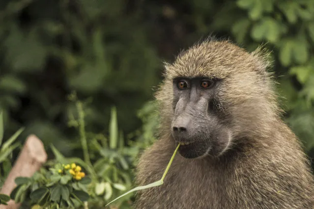 In this photo taken Friday, January 16, 2015, a baboon feeds on plants in Lake Manyara National Park on the outskirts of Arusha, northern Tanzania. (Photo by Mosa'ab Elshamy/AP Photo)