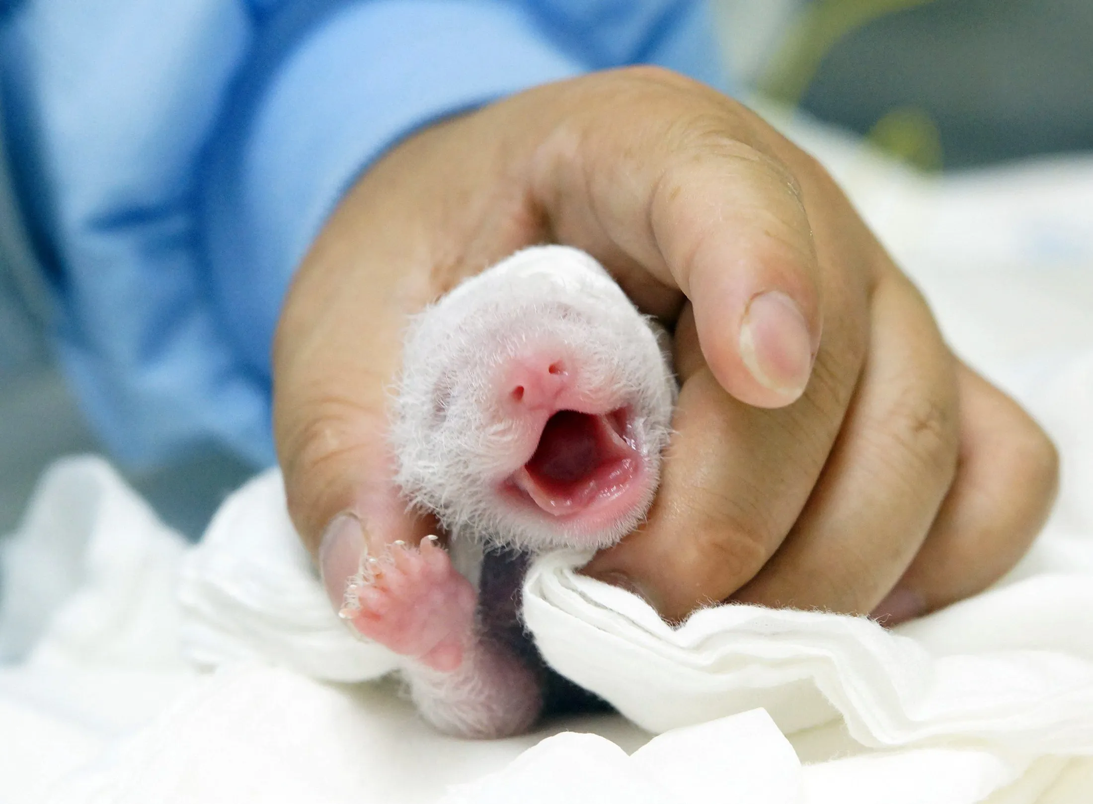 Панда сколько детенышей. Детёныш панды новорожденный. Новорождённый денетыш панды. Новорожденный Медвежонок панды. Детёныши панды Новорожденные.