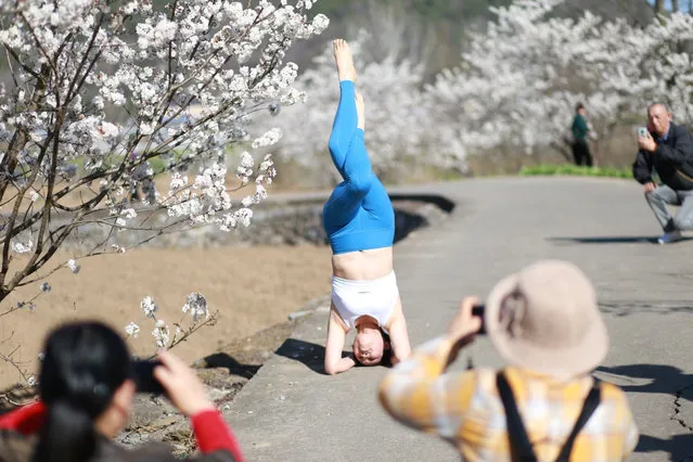 On February 21, 2021, a tourist practiced yoga under a cherry blossom tree in Yichang, Hubei Province, China. (Photo by Sipa Asia/Rex Features/Shutterstock)