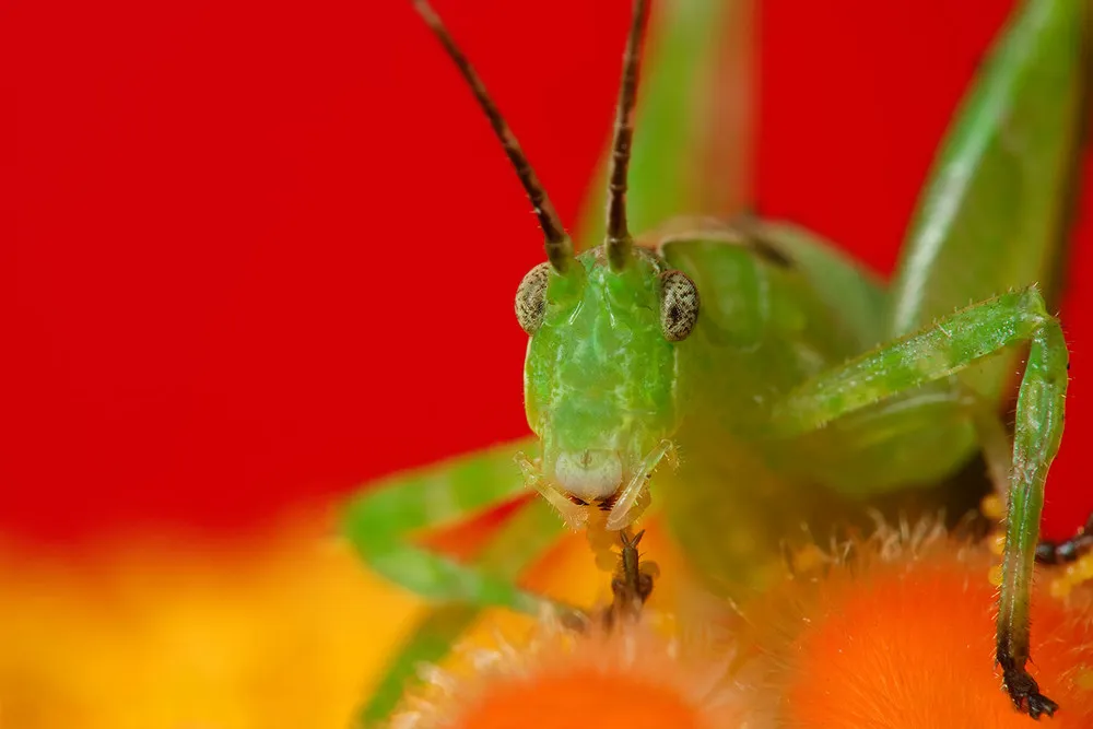 Bugs Up Close