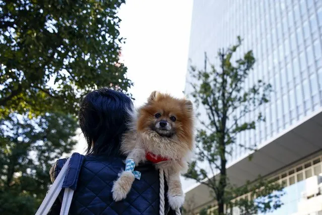A woman carries a Pomeranian dog on a sunny autumn day in Tokyo, November 27, 2015. (Photo by Thomas Peter/Reuters)