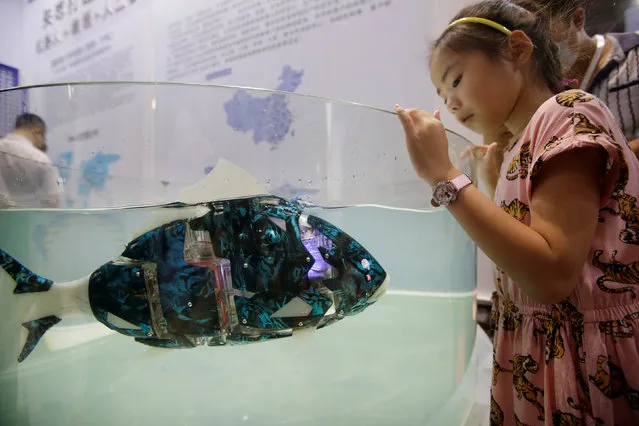 A girl looks at a robotic fish swimming in the water at the World Robot Conference in Beijing, China on August 15, 2018. (Photo by Jason Lee/Reuters)