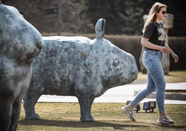 A woman walks past sculptures “Young Rino” (C) and “Rabbit” (L) by Olya Muravina in a park in Moscow during a warm spring day on April 13, 2021. (Photo by Alexander Nemenov/AFP Photo)