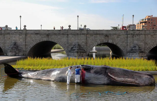 Artists perform a rescue simulation on a hiper realistic fibreglass art installation of a beached whale entitled “Whale” by Captian Boomer, a collective of Belgian artists, as part of an inaguration of the city's Fall Season cultural program in the Manaznares river in Madrid, Spain on September 14, 2018. (Photo by Sergio Perez/Reuters)