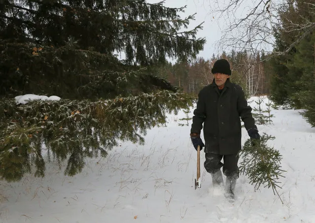 Mikhail Baburin, 66, carries a fir tree which was cut for New Year and Christmas decoration in the Taiga wood near the remote Siberian village of Mikhailovka, Krasnoyarsk region, Russia, December 5, 2016. (Photo by Ilya Naymushin/Reuters)