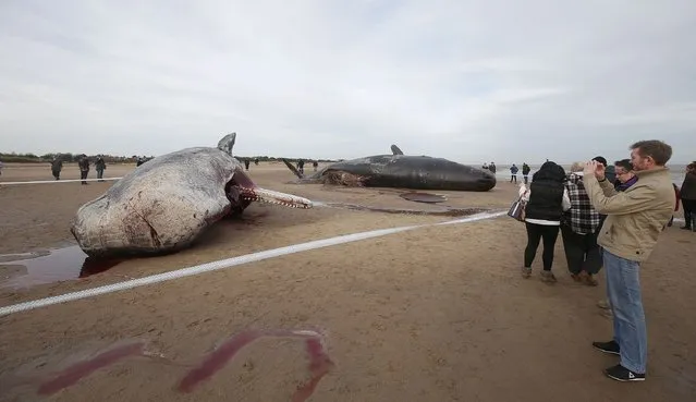 Two sperm whales lie on the sand after being washed ashore at Skegness beach in Skegness, Britain January 25, 2016. (Photo by Andrew Yates/Reuters)