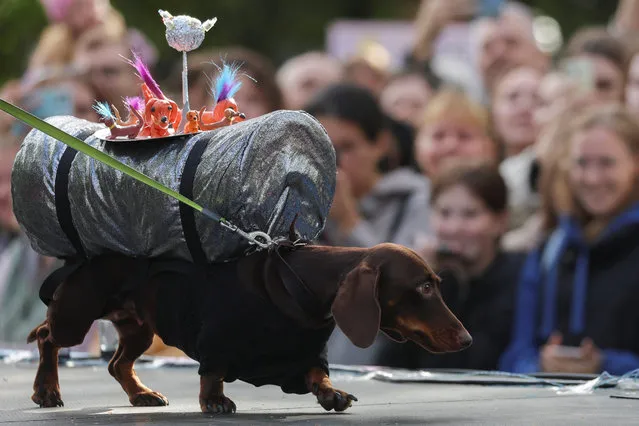 A participant walks a dachshund during a dachshund parade festival in Saint Petersburg, Russia on September 16, 2023. (Photo by Anton Vaganov/Reuters)
