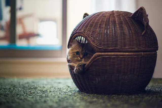 “Kitty Death Star”. (Photo and caption by Ben Torode)