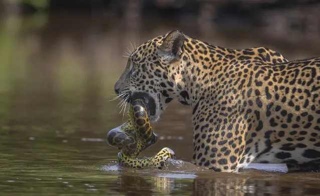 A jaguar captures an anaconda snake in Pantanal region, Brazil on September 25, 2023. (Photo by Paul Goldstein/South West News Service)