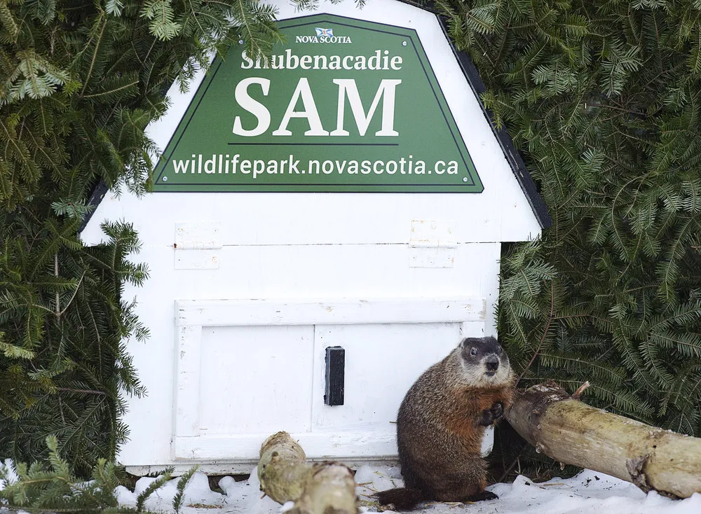Groundhog Day 2016