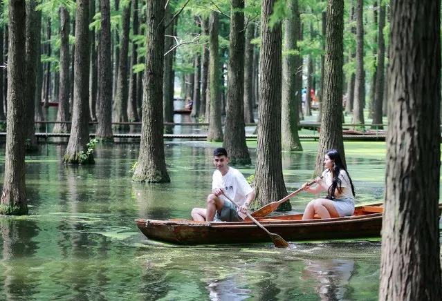 Tourists visit the water forest by boat at a wetland park in Yangzhou City, east China's Jiangsu Province, 30 July, 2023. (Photo by Meng Delong/ImagineChina/Imaginechina via AFP Photo)