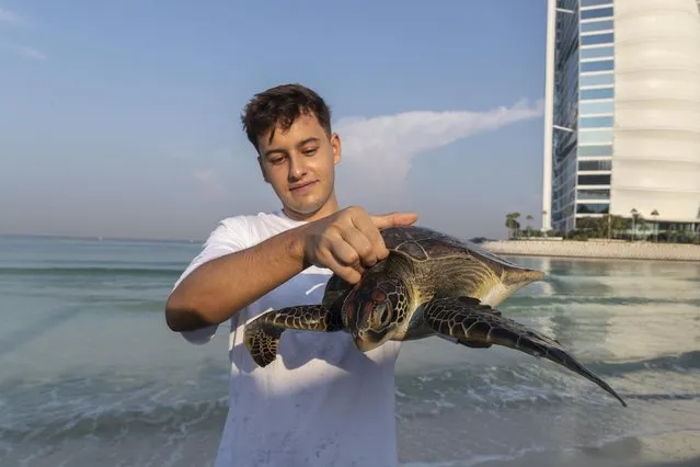 Approximately 12 turtles, a mix of hawksbills and green turtles, released by the Dubai Turtle Rehabilitation Projectlocated at Burj Al Arab Jumeirah on November 8, 2023. (Photo by Antonie Robertson/The National)