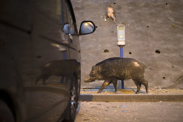 A wild pig searches for food on a parking lot in Kowloon, Hong Kong, China, February 12, 2016. Wild Pig or Eurasian Wild Pig (Sus scrofa) is the largest native terrestrial mammal in Hong Kong, weighing up to 200 kg. Wild pigs often intrude into urban areas in search of food and have been known to invade hotel swimming pools and shopping malls to evade the summer heat. (Photo by Jerome Favre/EPA)