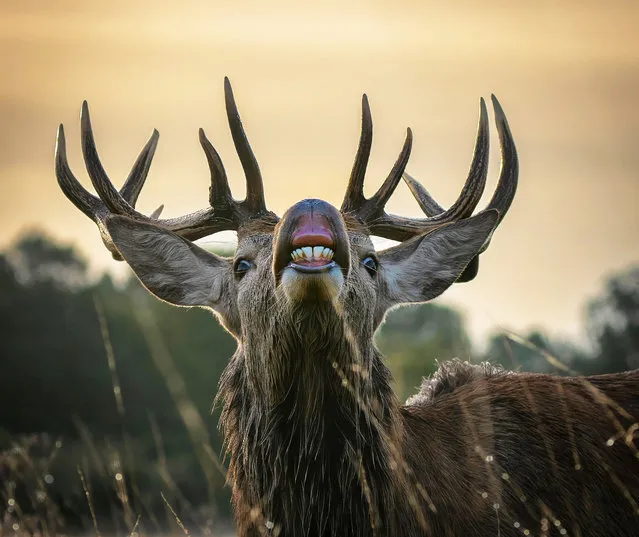 A red deer stag in Bushy Park, southwest London, pulls a comical face for the camera in the second decade of November 2023. (Photo by Andrew Wood/Caters News Agency)