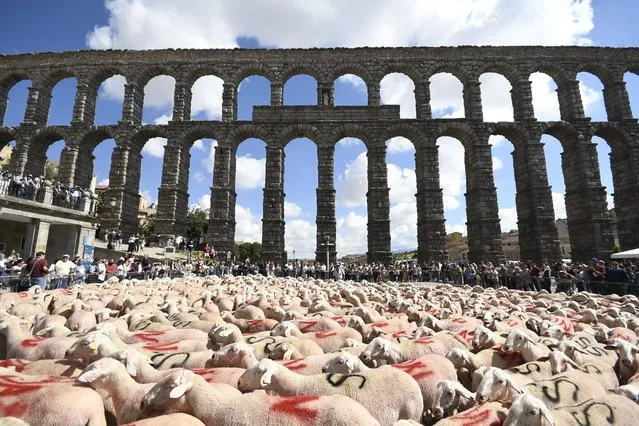 View of the performance created by British artist Kate Daudy and Nobel Prize winner in Physics Konstantin Novoselov with 400 sheep under the Aqueduct of Segovia, in Segovia, Spain, 16 September 2022, on occasion of the 27th edition of the Hay Festival of Literature & Arts that will be held from 24 to 27 November 2022. (Photo by Pablo Martin/EPA/EFE)