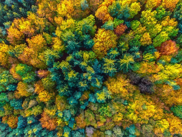 An aerial picture with a drone shows fall foliage among pine trees near Sieversdorf, Germany on November 4, 2016. (Photo by Patrick Pleul/Alamy Live News/DPA)