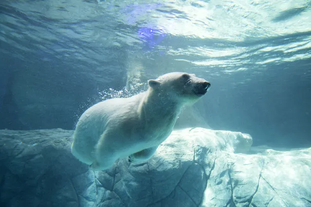 Polar bear Aurora is presented at the Aquarium of Sao Paulo, Brazil, 14 April 2015. Two bears (Aurora and Peregrino) were moved from the zoo of Kazan, Russia, to the Sao Paolo aquarium, considered the biggest in Latin America. (Photo by Sebastiao Moreira/EPA)