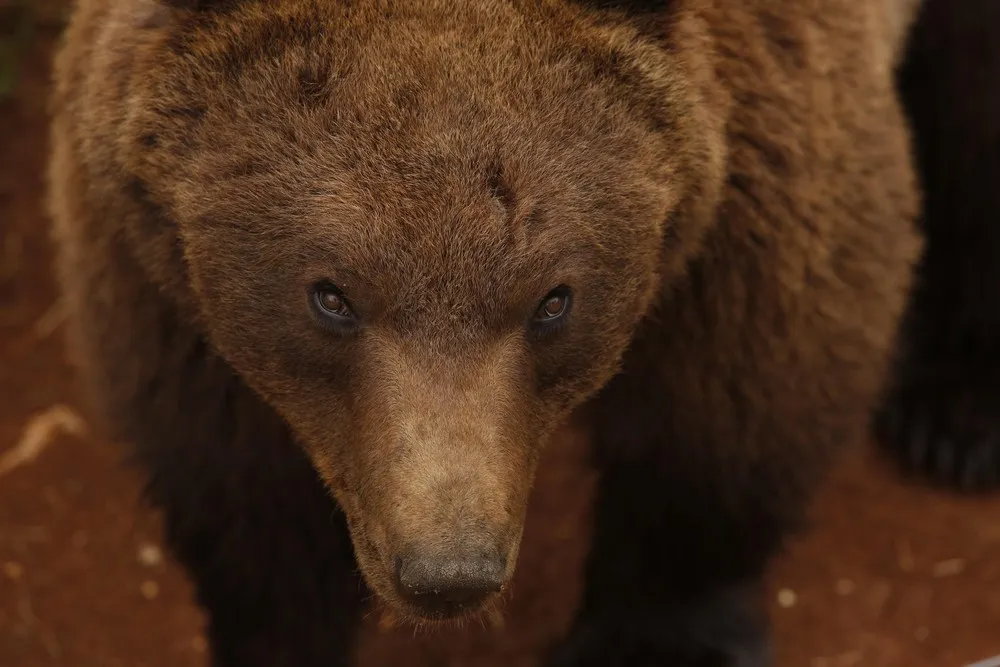 A Unique Shelter for Brown Bears in Croatia
