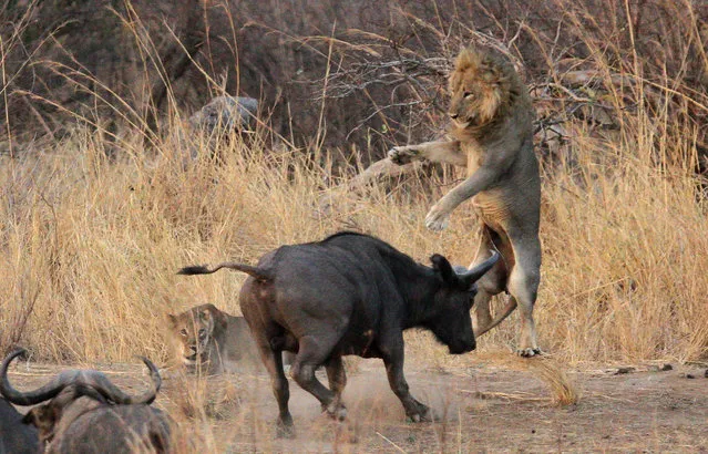 A male buffalo knocks a male lion several feet backwards through the air in the South Luangwa National Park, Zambia, on January 7, 2014. (Photo by Rob Brookes/Barcroft Media)