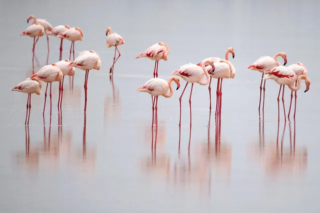 Flamingos are seen in Larnaca Salt Lake, Cyprus, December 21, 2023. (Photo by Xinhua News Agency/Rex Features/Shutterstock)