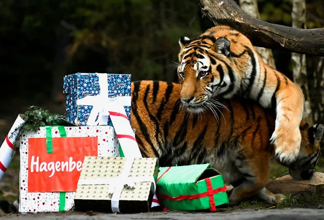 Tigers Maruschka and Yasha open up Christmas presents in their enclosure in Hagenbeck zoo in Hamburg, Germany on December 5, 2022. (Photo by Fabian Bimmer/Reuters)