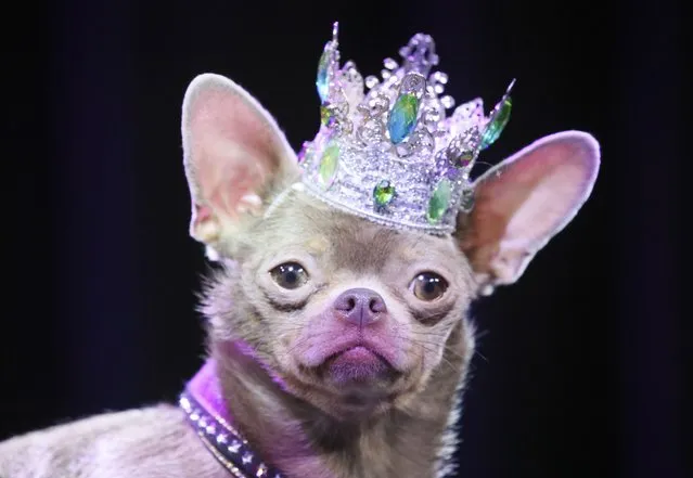 A dog wearing a crown at a ceremony to present the 2021 Golden Pet Awards at the Federation Tower of the Moscow International Business Centre in Moscow, Russia on September 28, 2021. (Photo by Vladimir Gerdo/TASS)