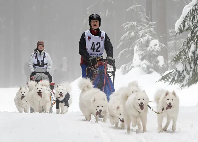 Harry Weiss of Germany, front, competes with his dog-sled during Trans-Thuringia 2017, a t dog-sled race with purebred dogs  near Masserberg, central Germany, Thursday, February 2, 2017. (Photo by Jens Meyer/AP Photo)