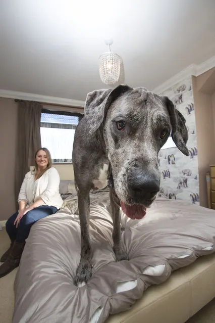 Britain's biggest dog, 18 month old great Dane, Freddy comes up close to the camera while standing on the bed as it's owner Claire Stoneman looks on in Southend-on-Sea, Essex, England. (Photo by Matt Writtle/Barcroft Media)