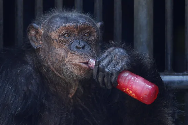 A chimpanzee drinks a sweet refreshment at Dusit Zoo in Bangkok, Thailand March 17, 2016. (Photo by Chaiwat Subprasom/Reuters)