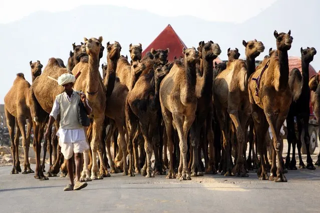 Indian camel traders arrive to attend annual Pushkar Camel Fair in Pushkar, Rajasthan, India on November 6, 2021. Thousands of livestock traders from the region come to the traditional camel fair where livestock, mainly camels, are traded. the annual camel and livestock fair is one of the world's largest camel fairs. (Photo by Himanshu Sharma/Anadolu Agency via Getty Images)