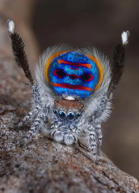 Peacock Spider Maratus Speciosus by Jurgen Otto