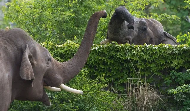 Elephant Voi Nam (L) is greeted by fellow Naing Thein at the zoo in Leipzig, eastern Germany, on May 8, 2015. Voi Nam came from the Heidelberg zoo to Leipzig. (Photo by Lukas Schulze/AFP Photo/DPA)