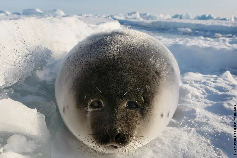 Harp Seal Pups