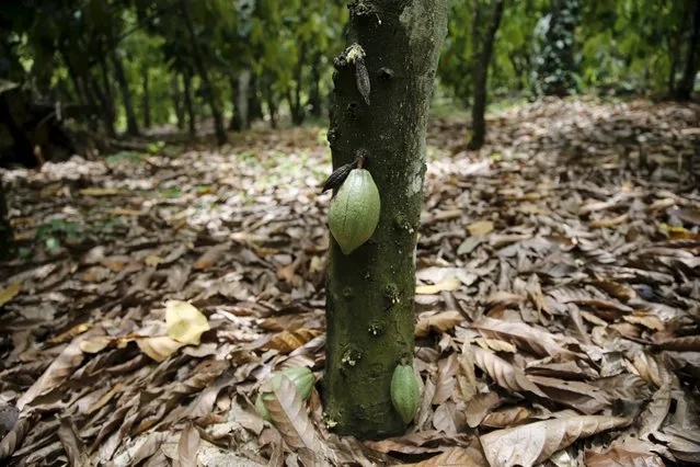 Cocoa pods are seen growing on a tree at a farm in Ile-Oluji village in Ondo state, southwest Nigeria March 29, 2016. (Photo by Akintunde Akinleye/Reuters)