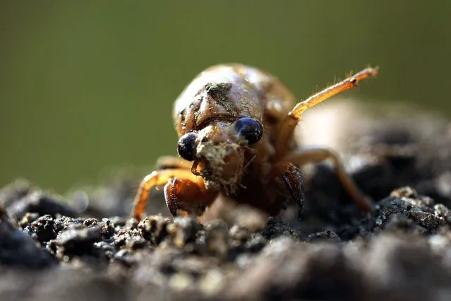 A periodical cicada nymph extends a limb in Macon, Ga., on Wednesday, March 27, 2024, after being found while digging holes for rosebushes. Trillions of cicadas are about to emerge in numbers not seen in decades and possibly centuries. (Photo by Carolyn Kaster/AP Photo)
