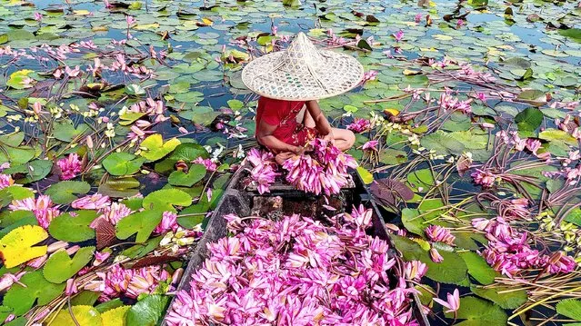 A boat loaded with red water lilies is seen in Barisal, Bangladesh on November 16, 2021. (Photo by Xinhua News Agency/Alamy Live News)