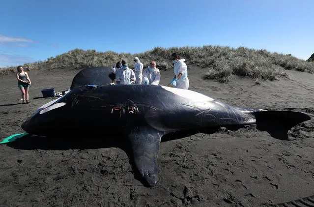 An Orca is examined after it washed up at Whatipu Beach on March 14, 2017 in Auckland, New Zealand. A team from the Coastal – Marine Research Group at Massey University conduct a necropsy to establish cause of death, and take biological sample to assess diet and pollutant loads in the adult male whale. (Photo by Fiona Goodall/Getty Images)