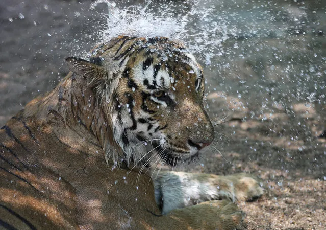 Water is sprayed on a tiger to keep it cool by at the Nehru Zoological park in Hyderabad, India, Tuesday, April 26, 2016. Weeks of sweltering temperatures have caused scores of deaths across India and the met department has warned that any relief from monsoon rains was still likely weeks away. (Photo by Mahesh Kumar A./AP Photo)