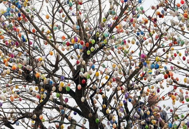 Uwe Gerstenberg decorates a robinia tree with nearly 10,000 painted Easter eggs in Saalfeld, central Germany, Sunday, April 2, 2017. (Photo by Jens Meyer/AP Photo)