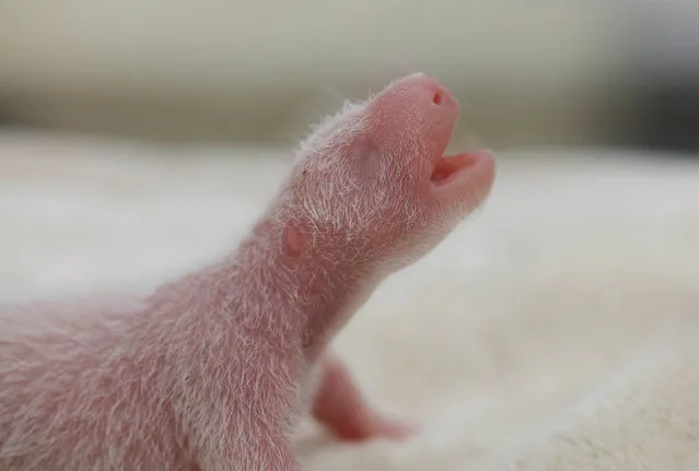 A newborn male giant panda cub is seen inside an incubator at a giant panda breeding centre in Chengdu, Sichuan Province, China, May 6, 2016. (Photo by Reuters/China Daily)