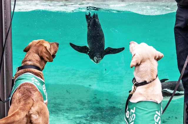 A penguin at London zoo catches on February 28, 2023 the attention of Bess and Buster, two British dogs about to start work in Thailand detecting critically endangered pangolins. The hounds, trained by the Metropolitan Police, will work with the zoo’s experts to protect the threatened mammals. (Photo by Richard Pohle/The Times)