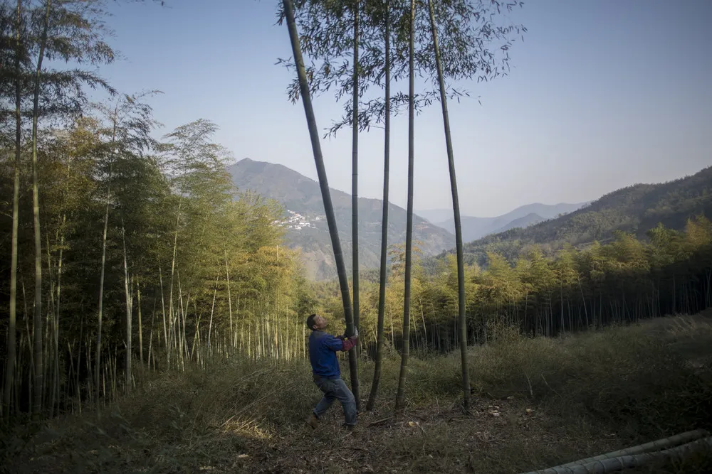 China's Bamboo