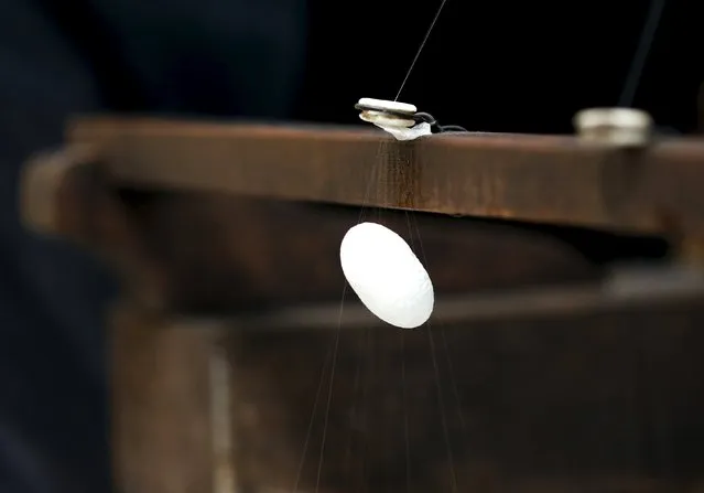 A frame spins a thread of silk from a cocoon on an antique loom at the Campoverde cooperative in Castelfranco Veneto, Italy, June 4, 2015. (Photo by Alessandro Bianchi/Reuters)