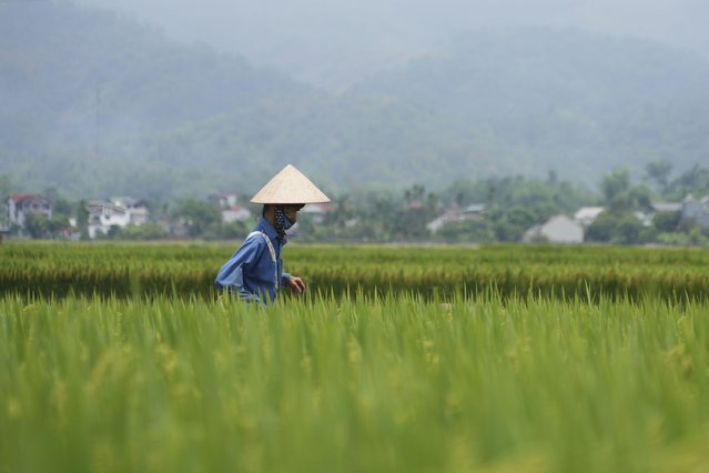 A woman walks in a rice field, once a battlefield, in Dien Bien Phu, Vietnam on Monday, May 6, 2024. Vietnam is celebrating the 70th anniversary of the battle of Dien Bien Phu, where the French army was defeated by Vietnamese troops, ending the French colonial rule in Vietnam. (Photo by Hau Dinh/AP Photo)