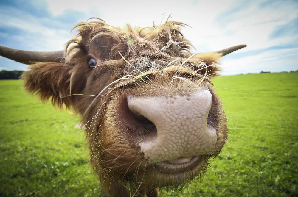 Simply Some Photos: Animals